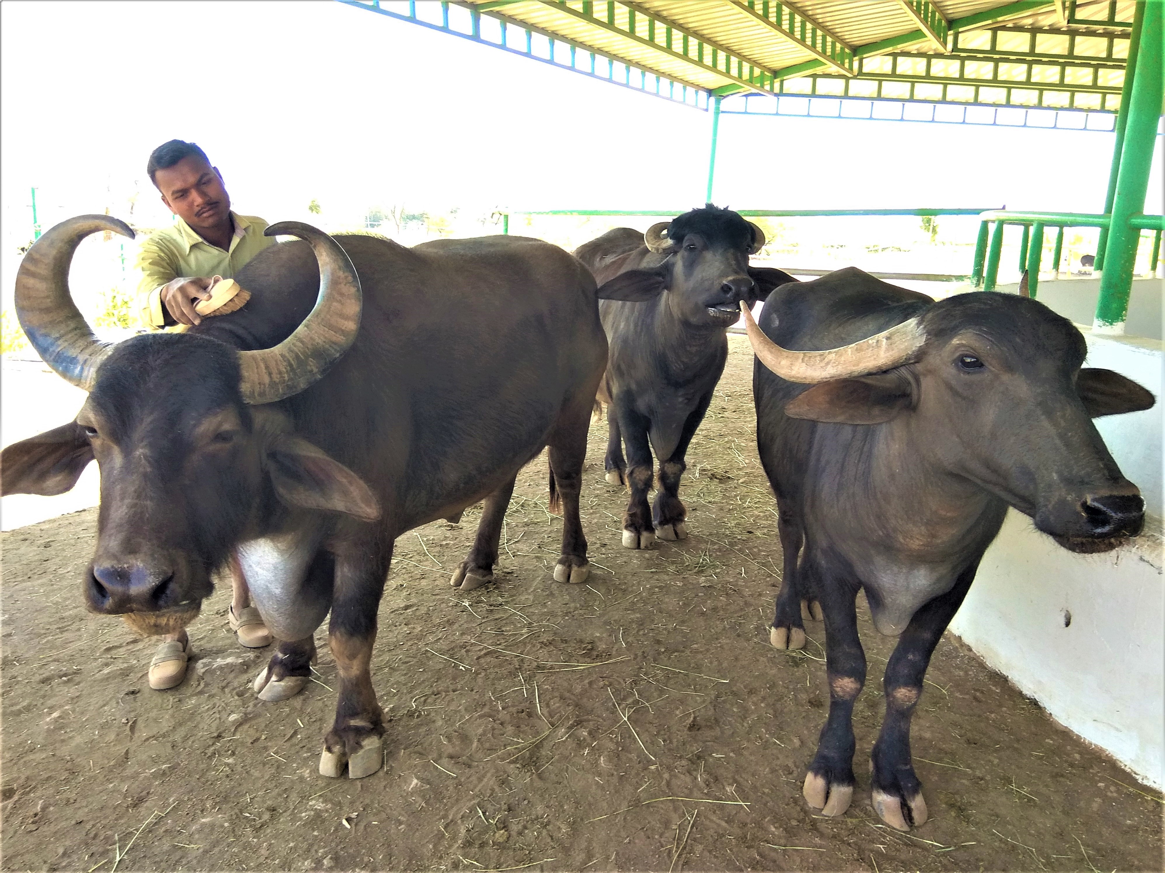 Rescued water buffaloes make grooming a group activity as Lalu and Mahesh wait for Kalu to finish his turn.