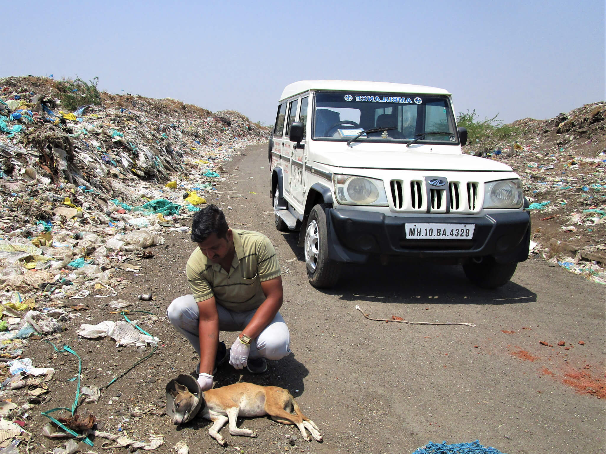 An Animal Rahat staff member attends to a dog with a broken clay jar stuck around their neck.