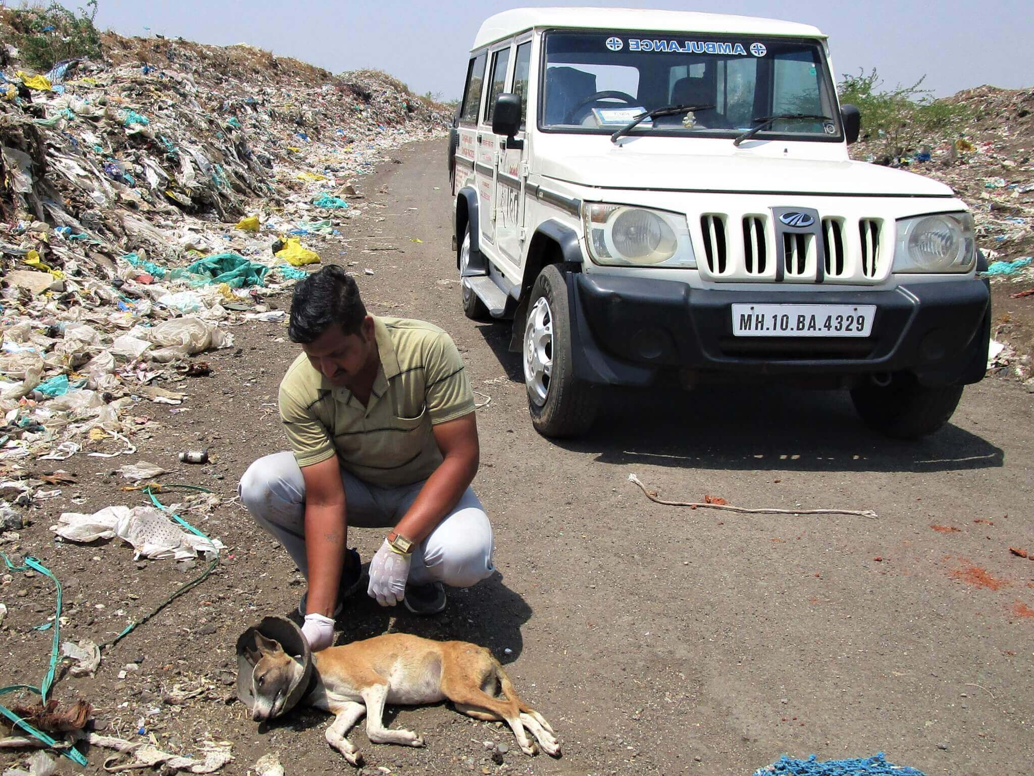 An Animal Rahat staff member attends to a dog with a broken clay jar stuck around their neck.