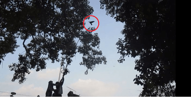 A crow entangled in kite string struggles in a treetop as a team below works to rescue him.