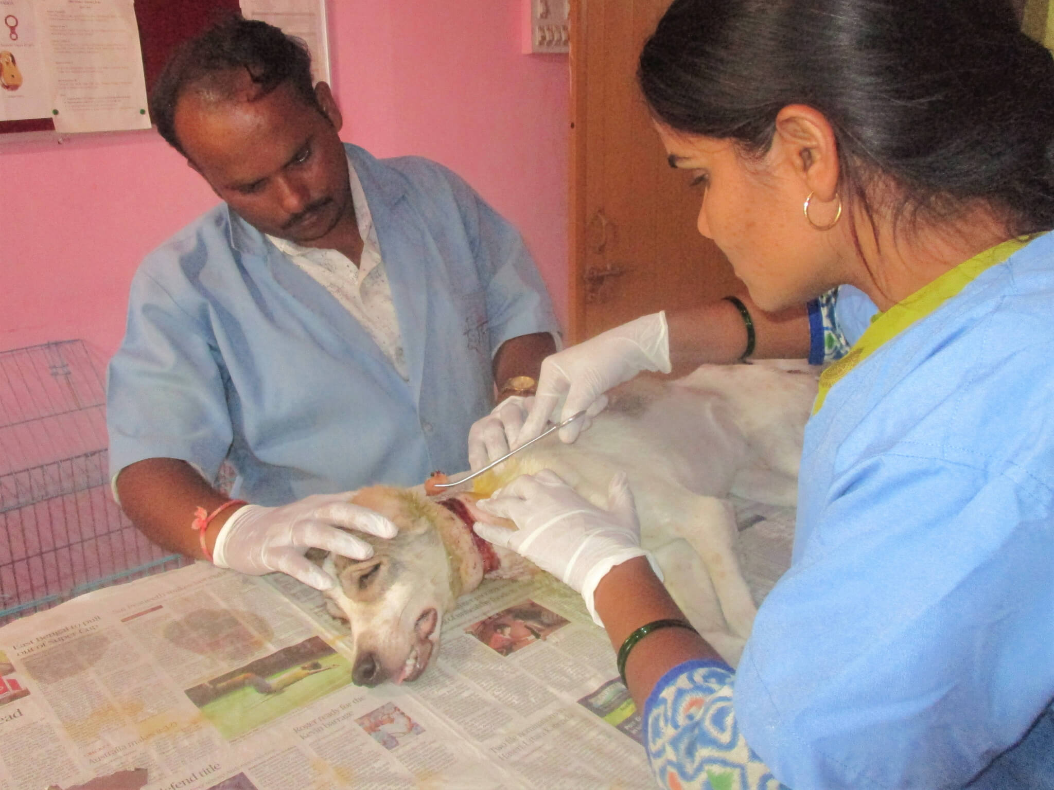 Animal Rahat's medical team treats Rocky's neck wound.