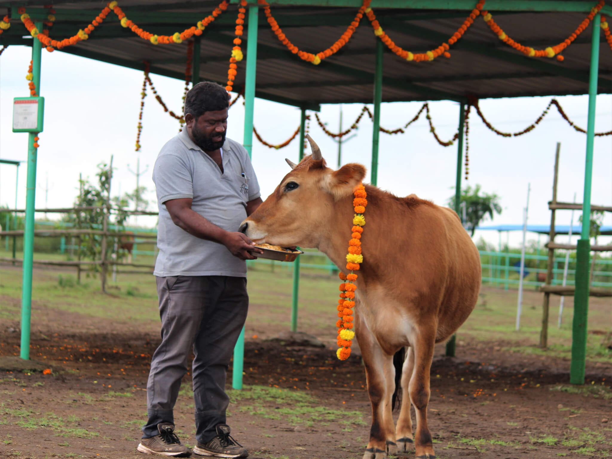 An Animal Rahat staffer feeds fresh fruit to rescued calf Sheila, who's wearing a festive marigold garland.