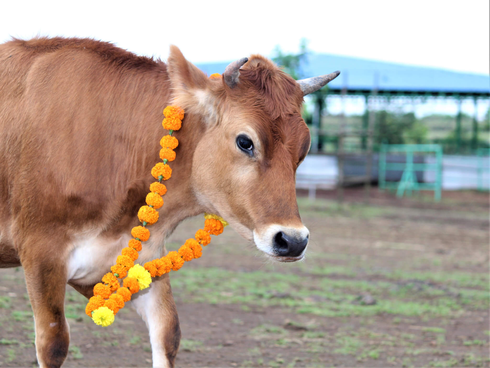 Rescued calf Sheila struts around the sanctuary showing off her new accessory.