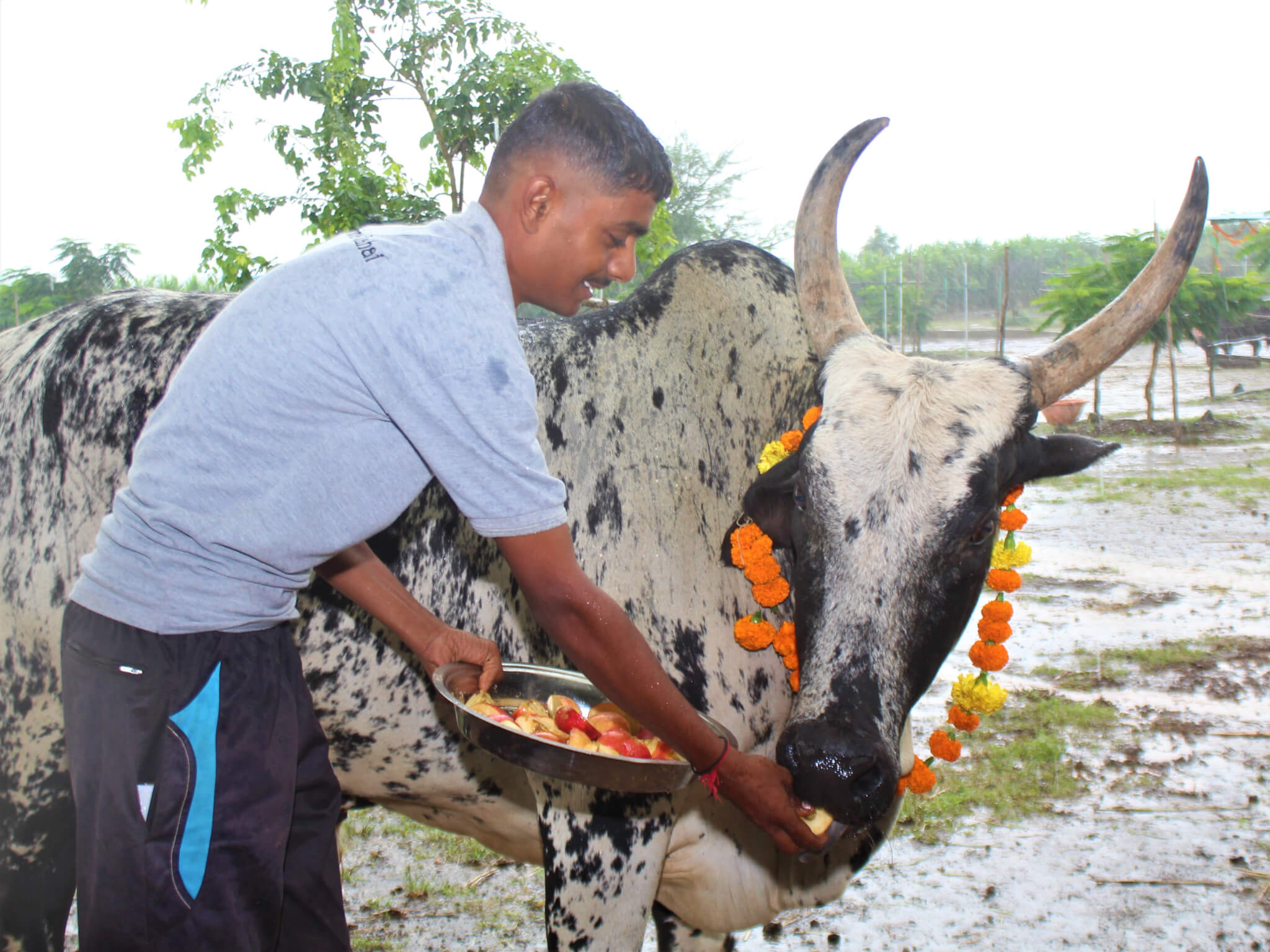 A staff member smiles as he hand-feeds fresh fruit to rescued bullock Jim.