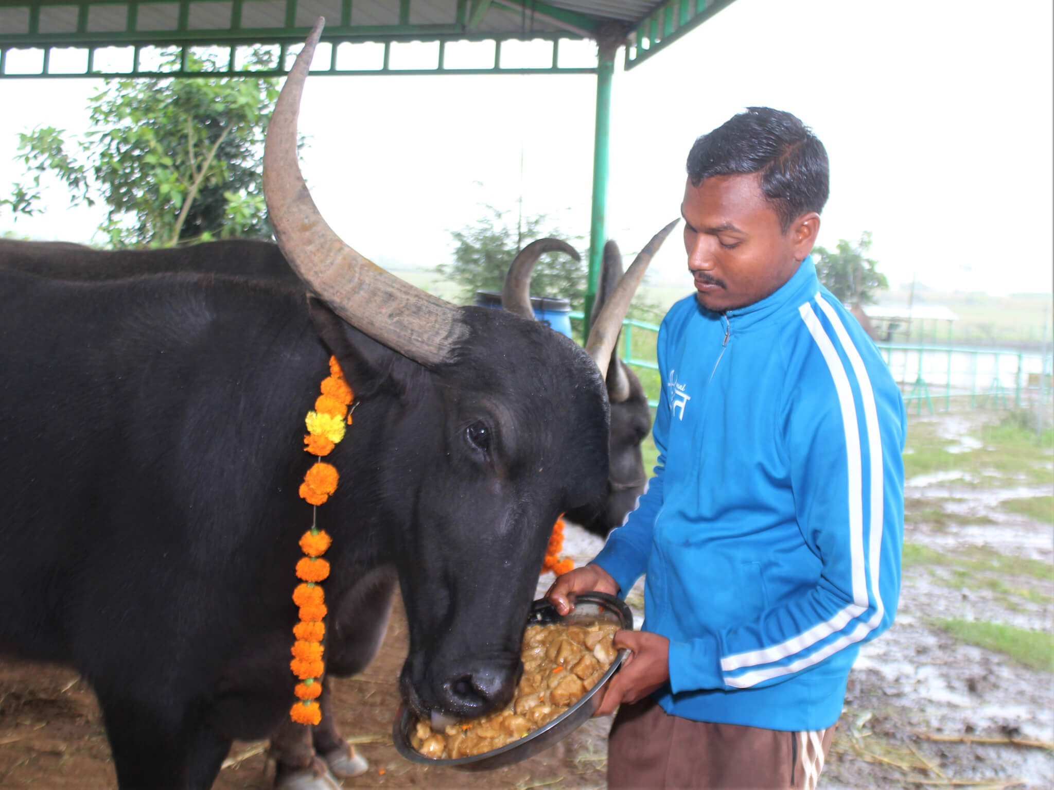 Buffalo Mahesh relishes his Diwali treats.