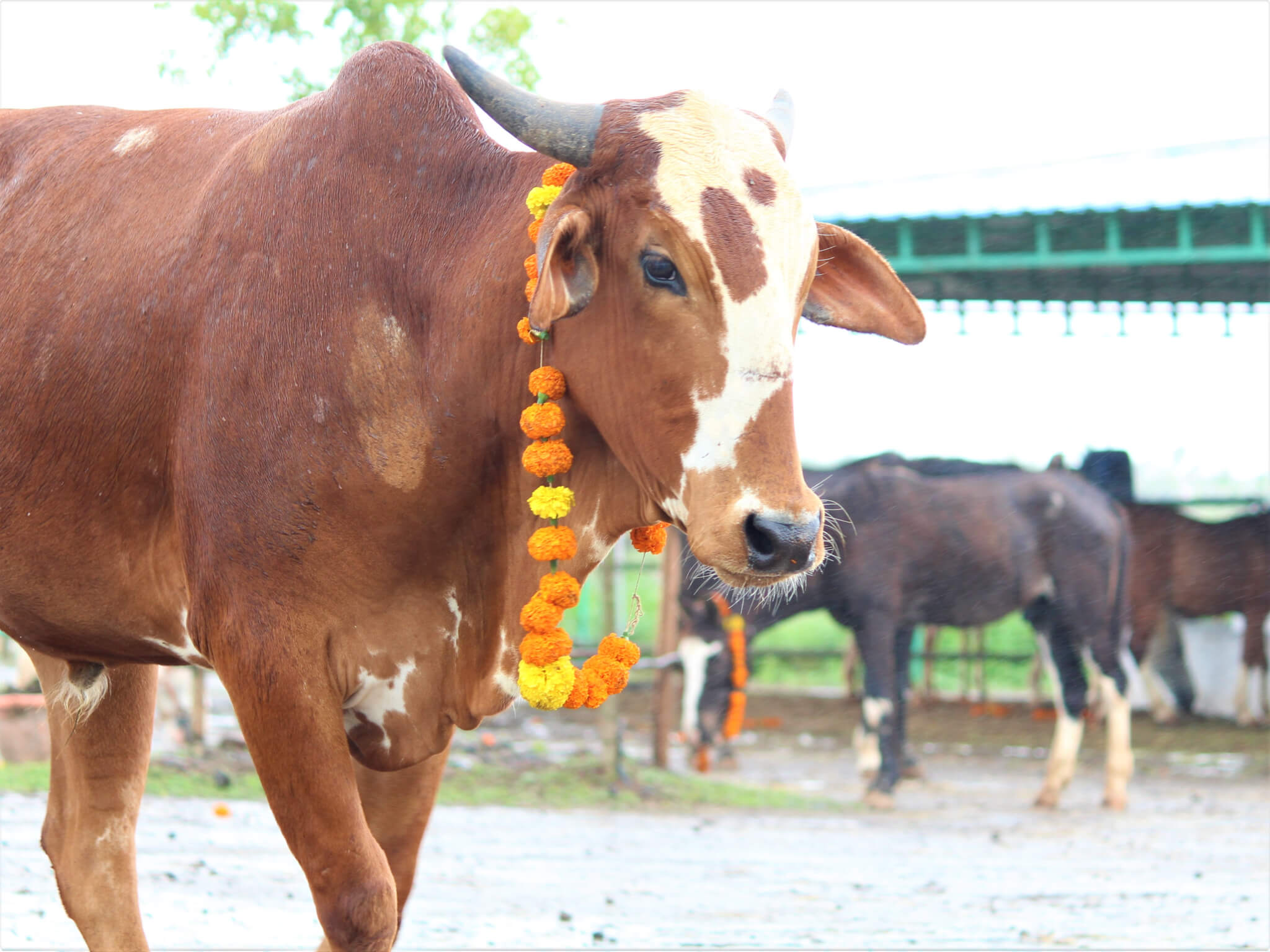 Bullock Caro wears a garlandΓÇöa far cry from the embedded halter that he had on when he was rescued.