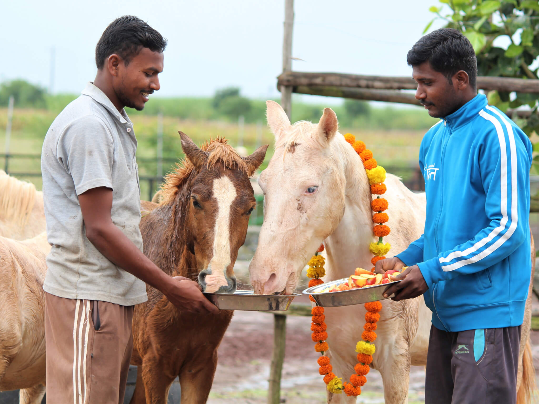 Two ponies enjoy a tray of treats held by an Animal Rahat staff member.