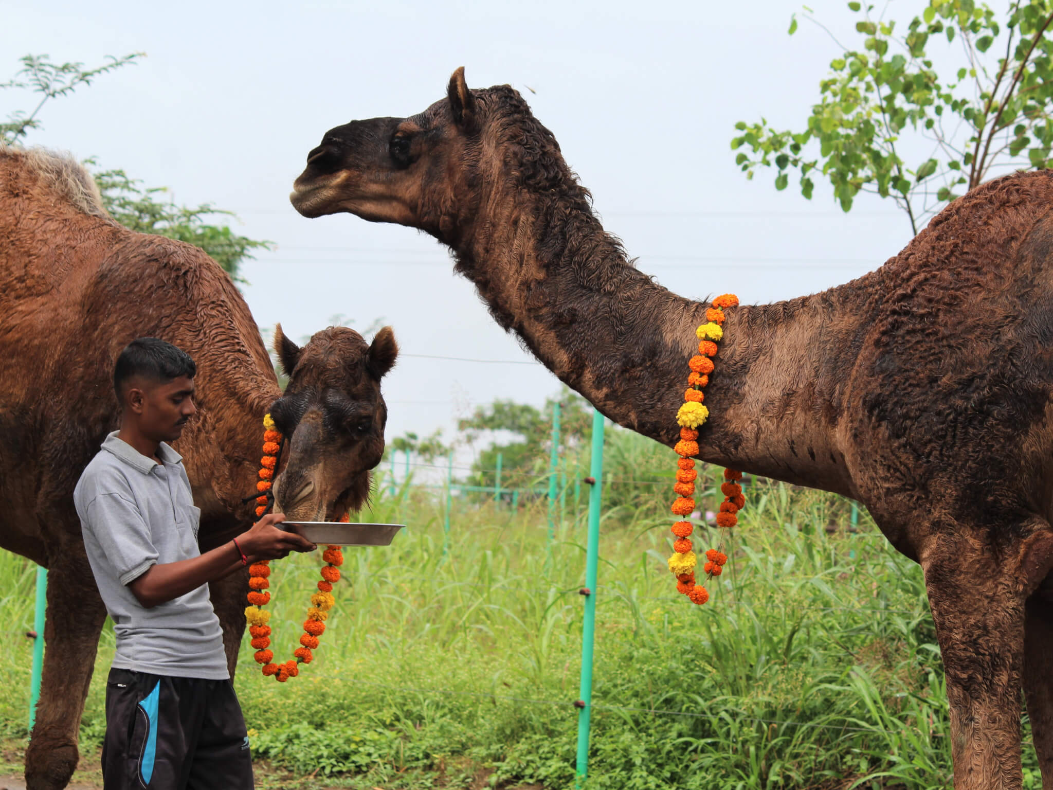 Two rescued camels politely take turns eating from the plate of fruits offered by a staff member.