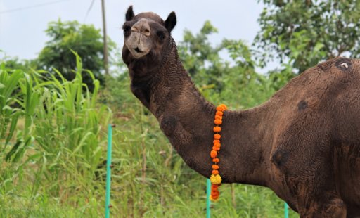 Celebrating Diwali at the Sanctuary!