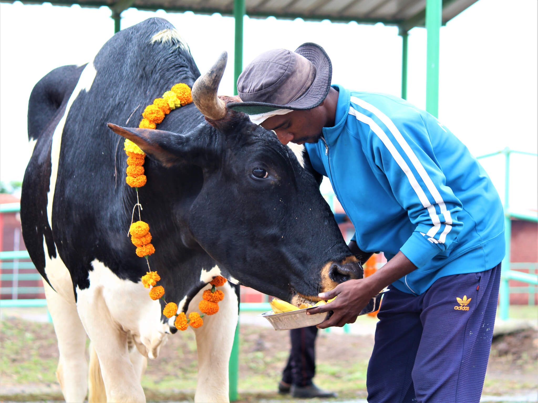 Bullock Bandya nuzzles his caregiver as he snacks on some bananas.