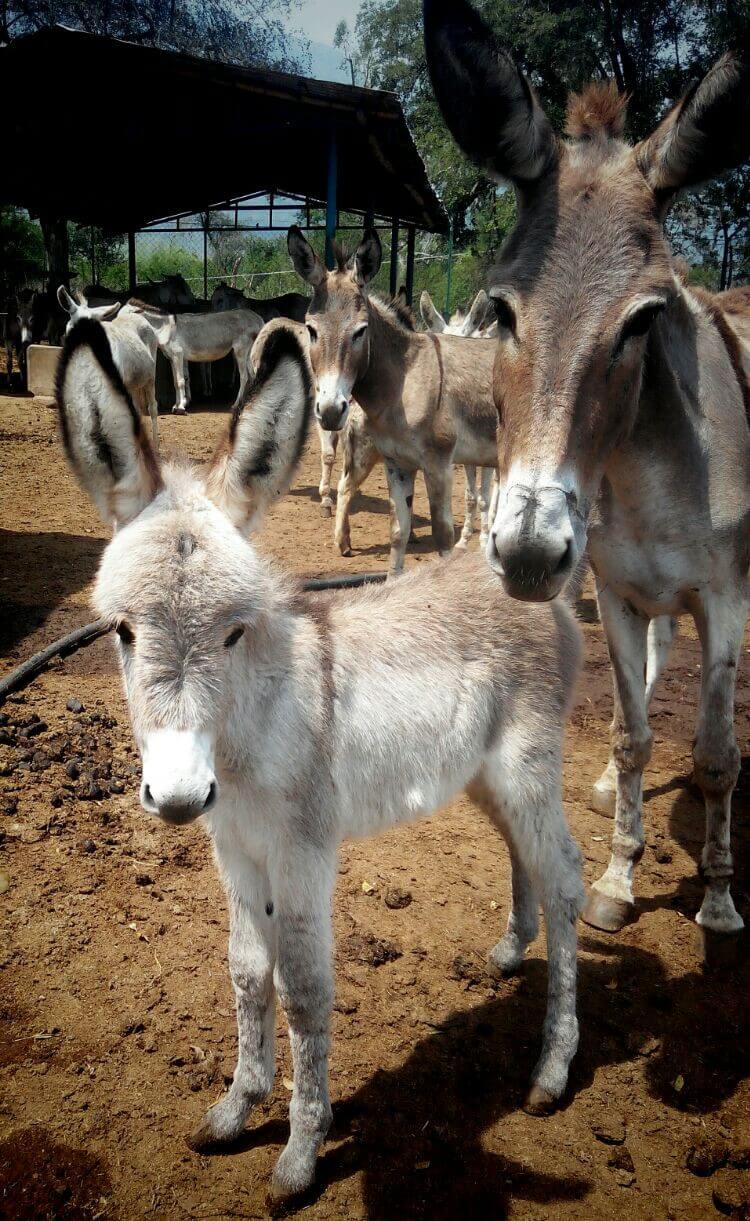 A young Lavender stands with her mother.