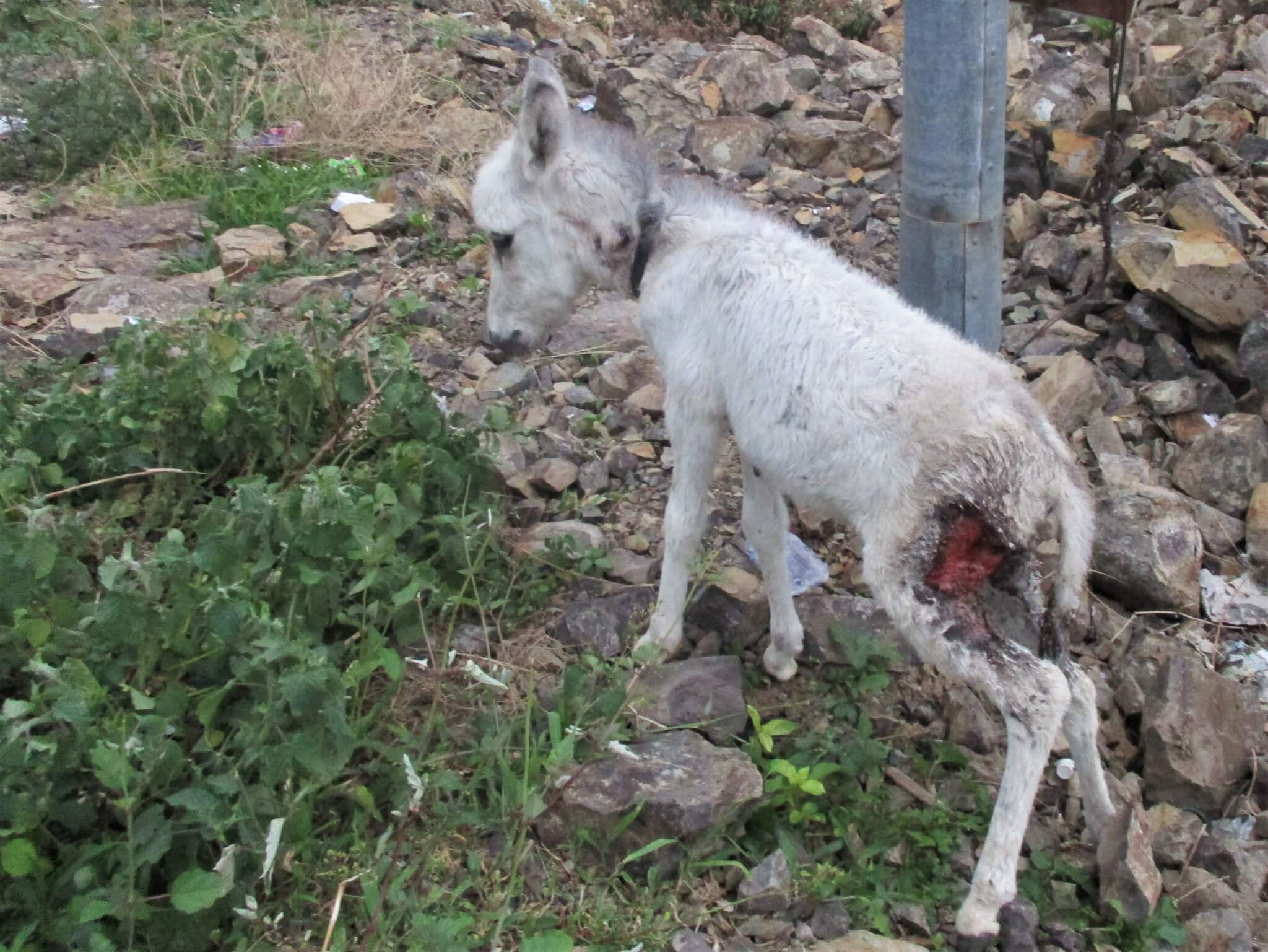 Amelia is shown as a foal with a large wound on her thigh.