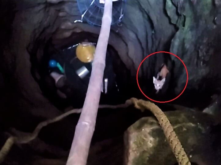 A tiny, terrified kitten perches on a small ledge 20 feet inside a deep well.