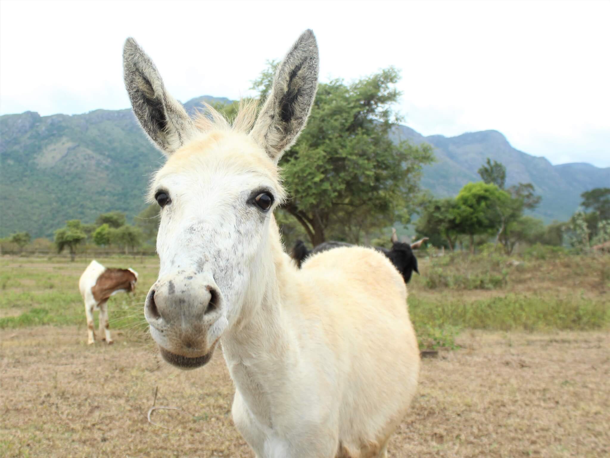 Amelia is shown today, looking into the camera as she stands in a clearing in the Nilgiri Hills.