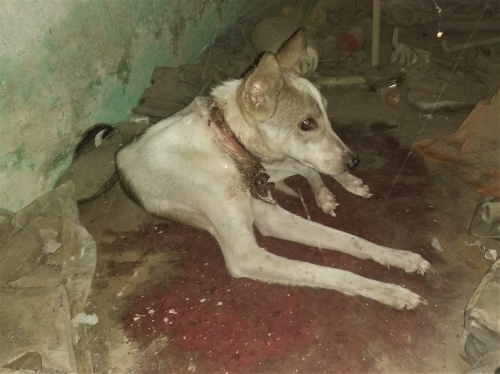 Rocky the dog sits alone in a storage room at a college dormitory.