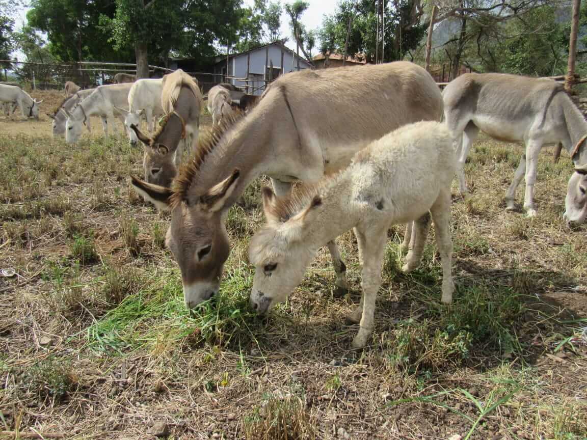 A donkey and her foal stand together at the sanctuary.