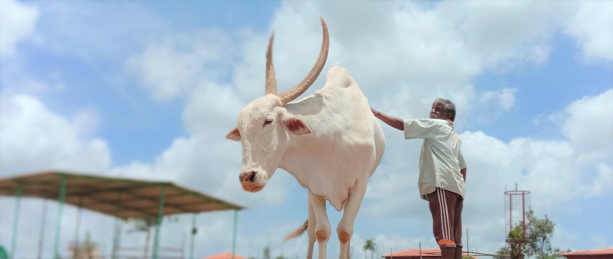 An Animal Rahat staff member grooms a resident bullock.