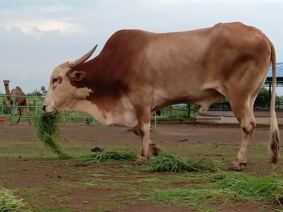 Kishan munches on grass at the sanctuary.