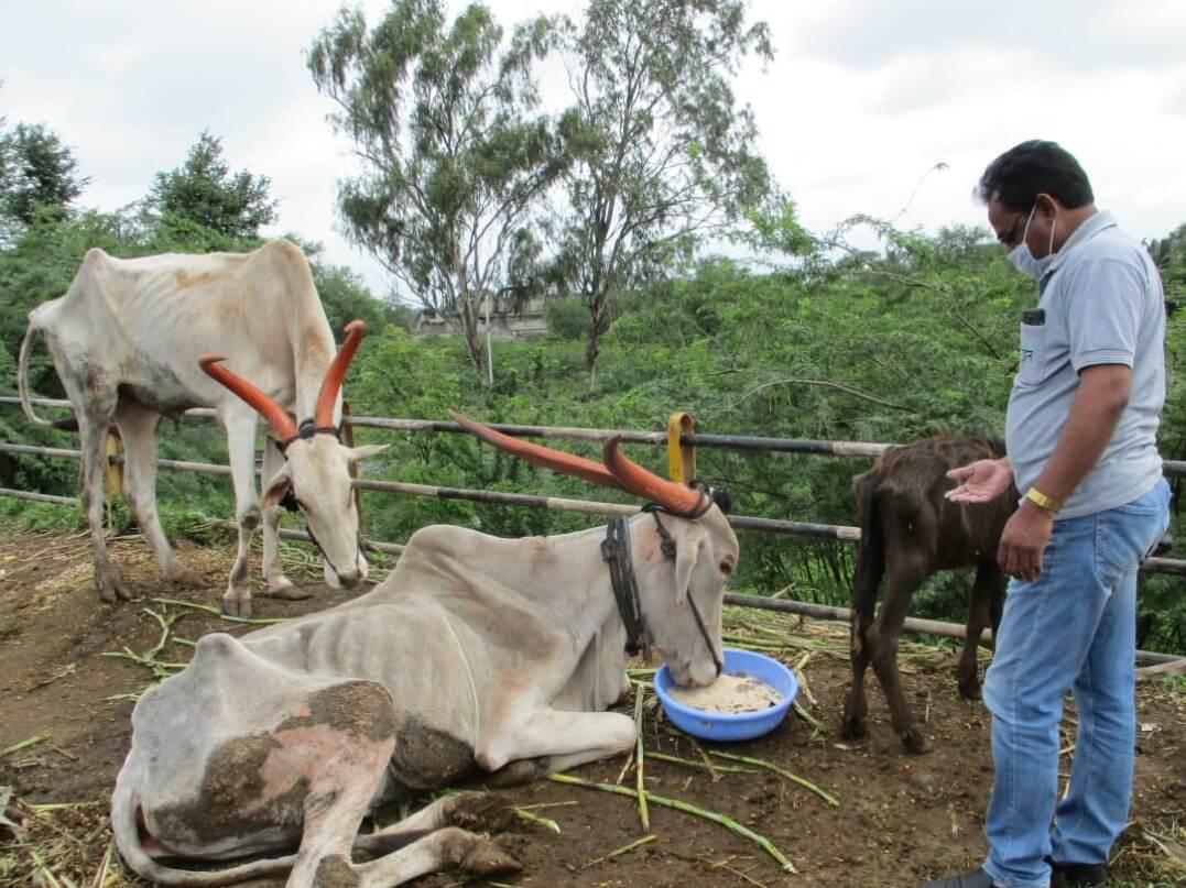 An Animal Rahat staff member watches over an extremely thin bullock as he eats a meal that the team provided. Another thin bullock stands behind them, waiting his turn to eat.