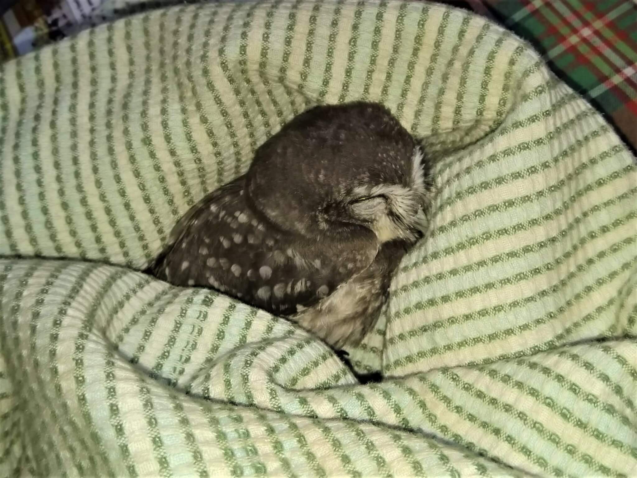 A spotted baby owlet sleeps snuggled into a striped blanket.