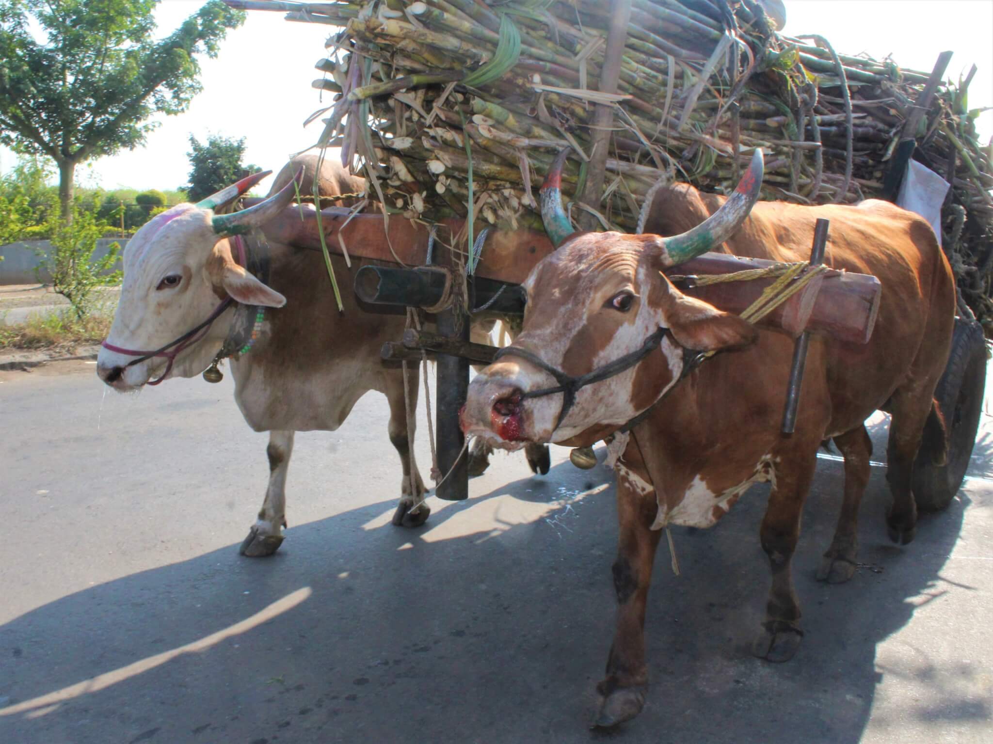 Bullocks Jay and Kishan strain under the weight of a cart piled high with sugarcane. Jay's facial expression is full of distress and blood drips from his nose.