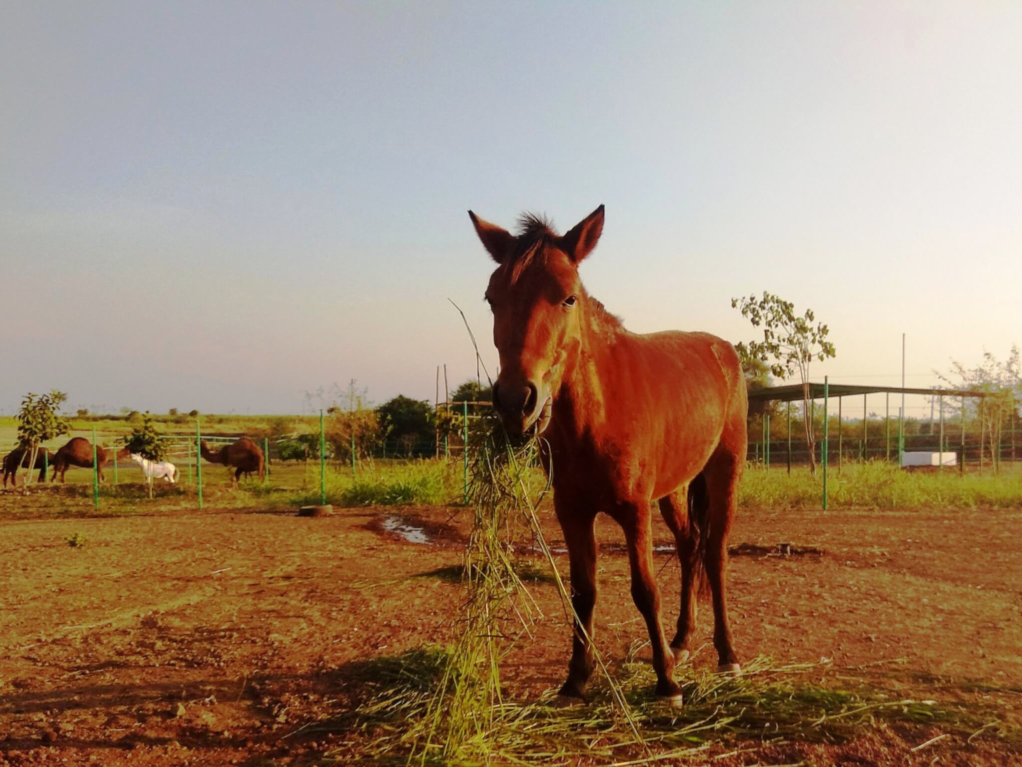 A brown pony chews some fresh green grass as she looks into the camera.