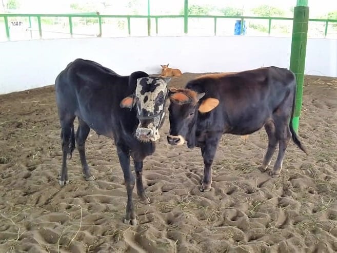 Rescued bullock Sahdev hangs out in the sanctuary's round house with his friend, rescued calf Mahadev.