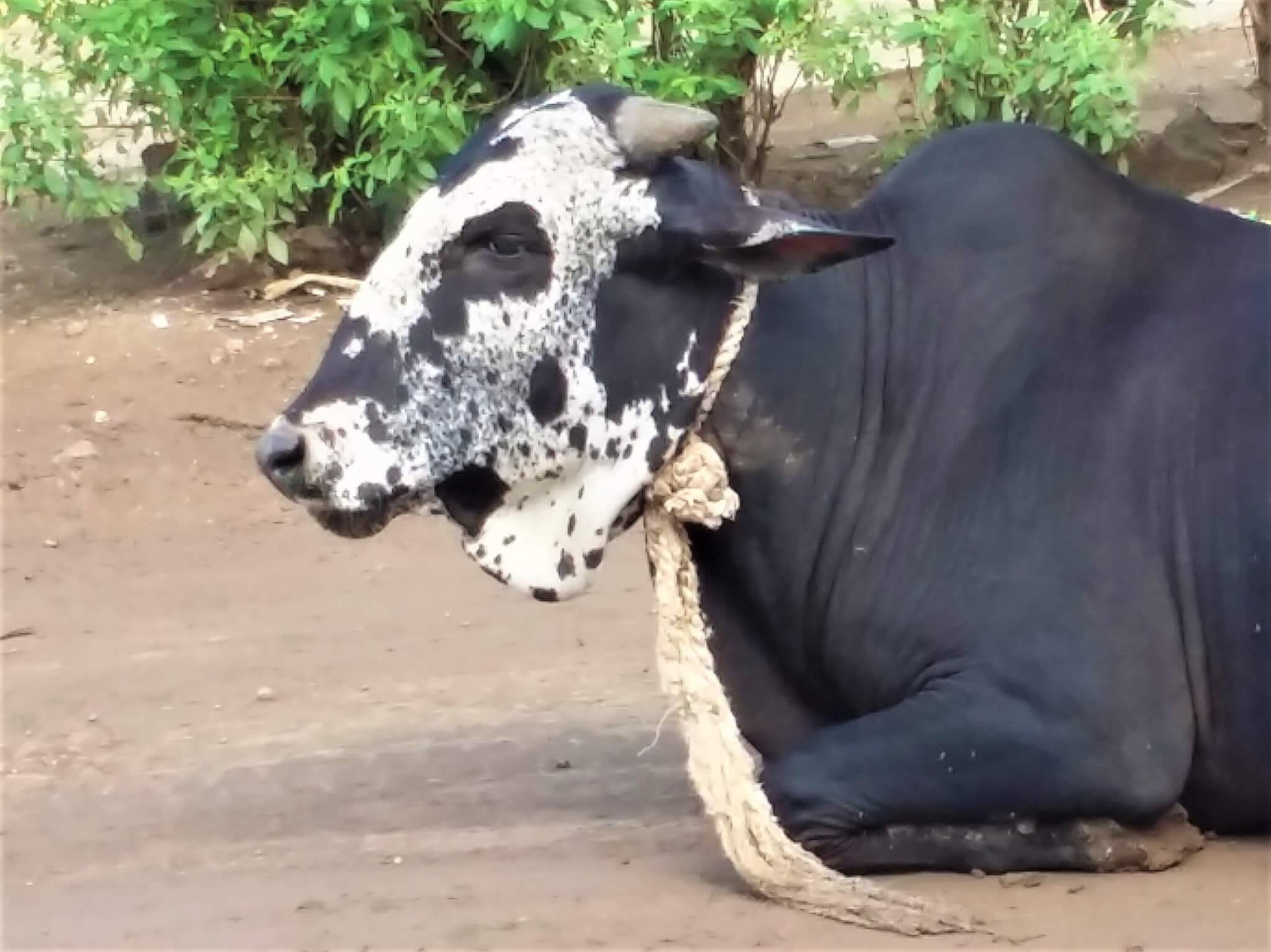photo alt text: Sahdev sits in the dirt at the roadside with a rope tied tightly around his neck.