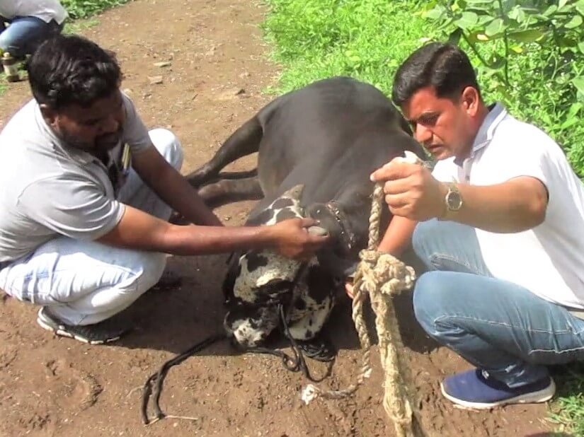 An Animal Rahat veterinarian holds up the rope that he removed from Sahdev's neck.
