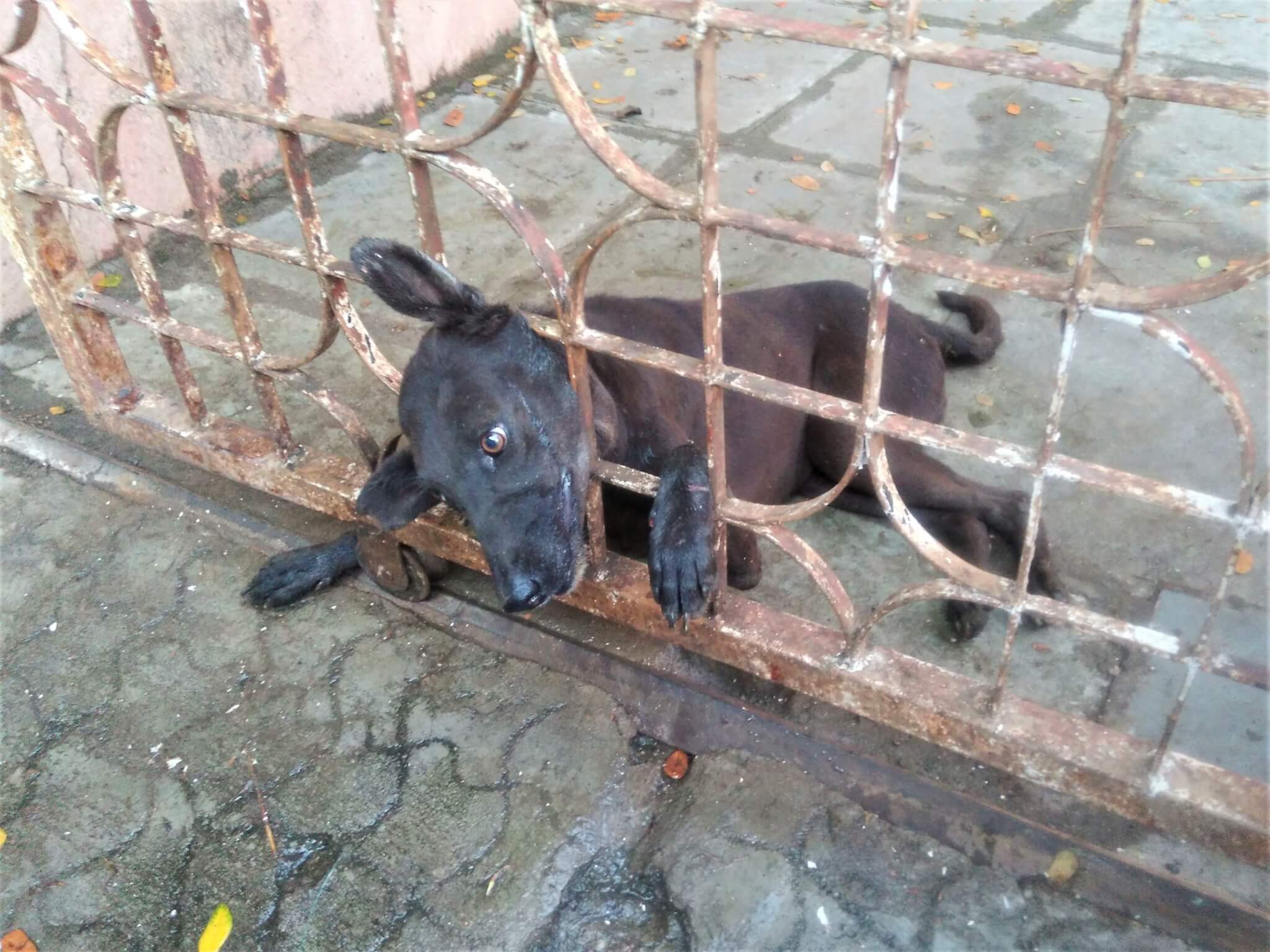 The fear shows on Varesh's face as his head is stuck between the iron bars of a gate.