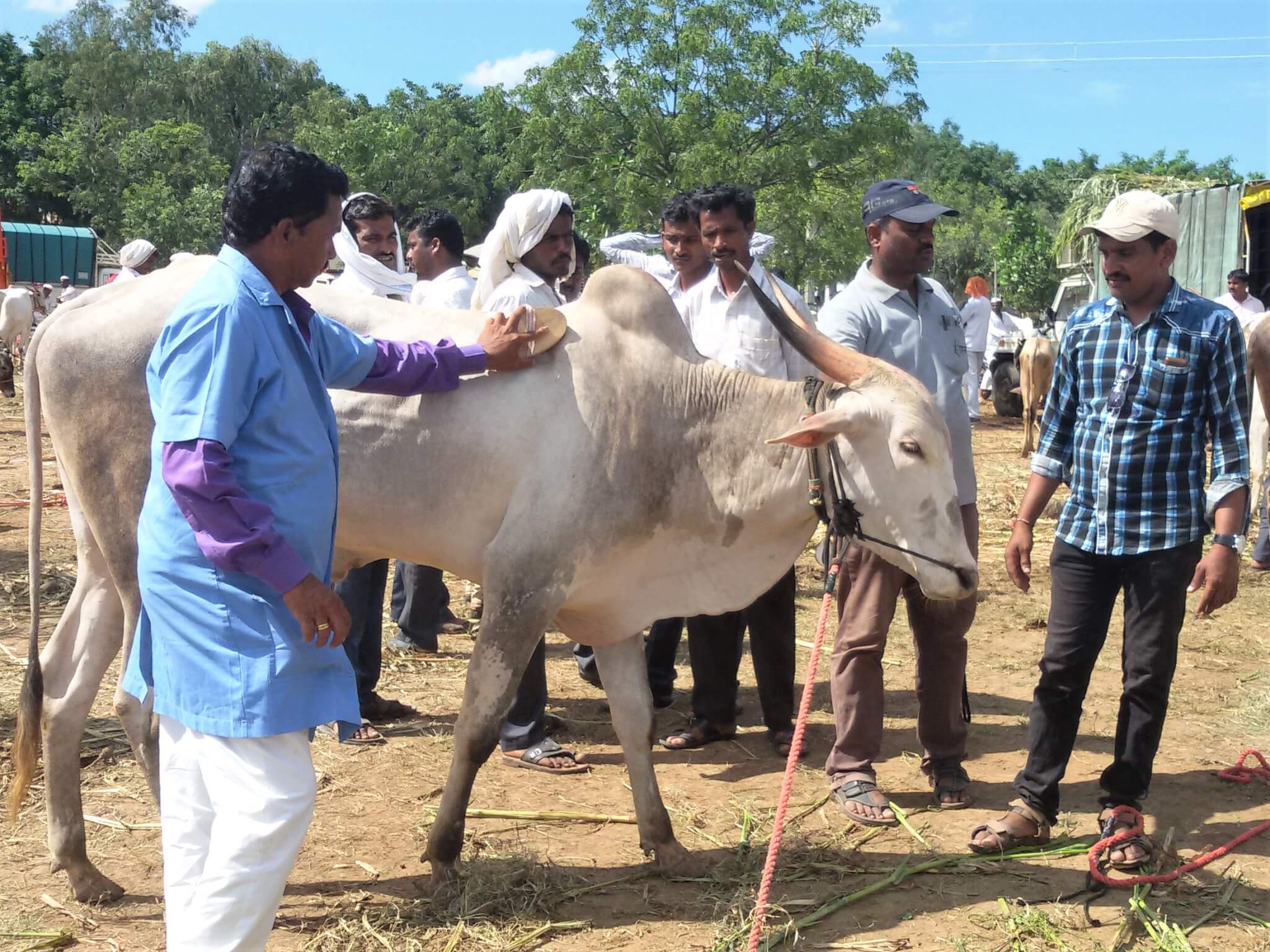 An Animal Rahat staff member demonstrates how to groom a bullock.