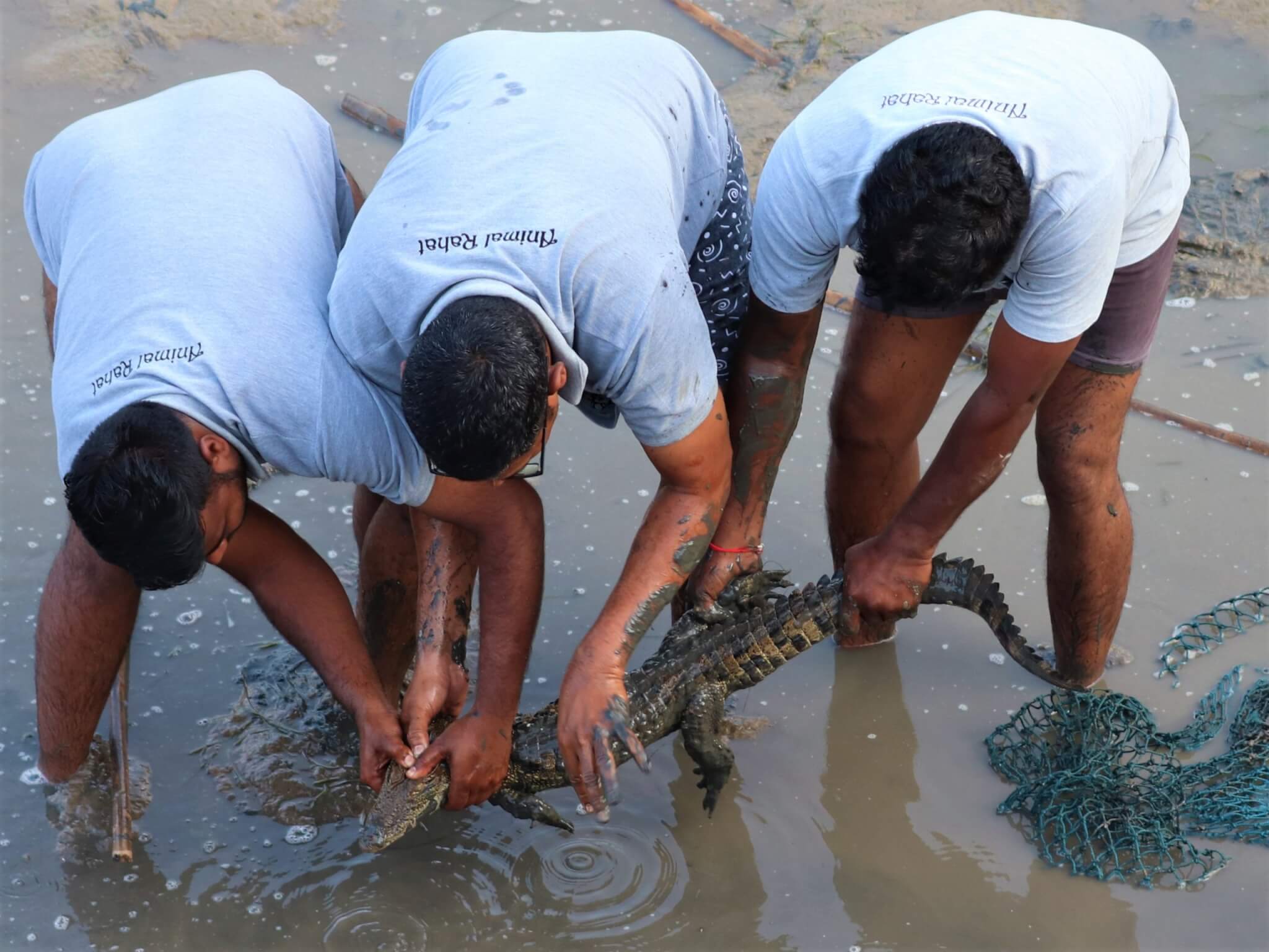 Crocodile Saved From Deathtrap Animal Rahat