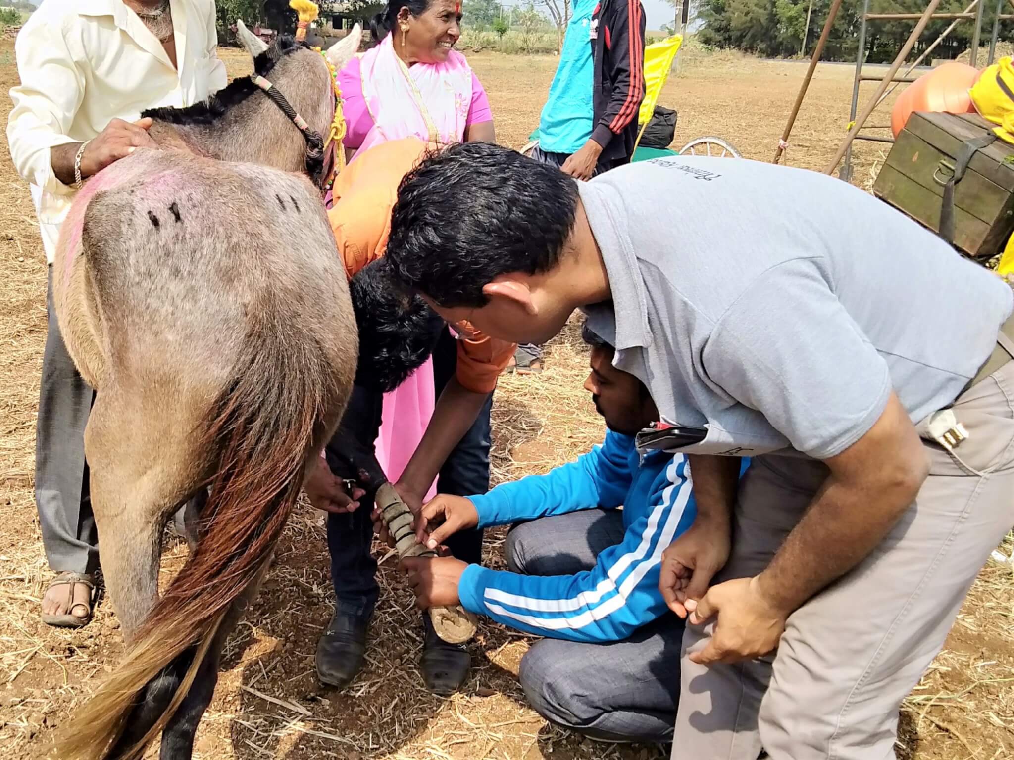 A pony faces away from the camera as the team finishes bandaging the wound on a leg.