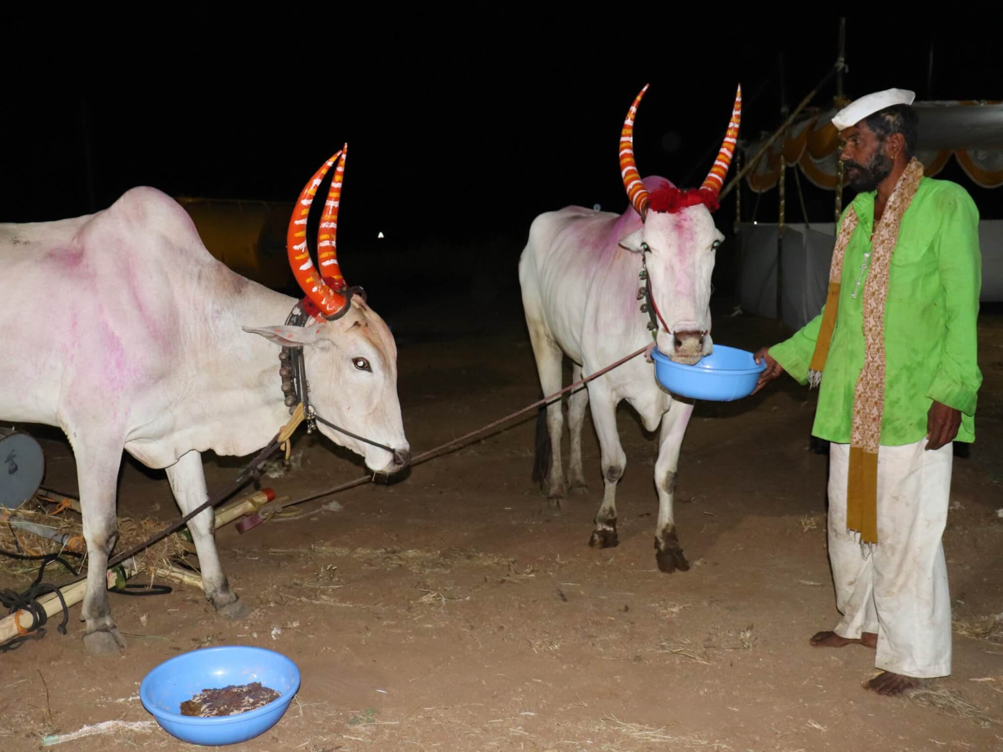 A bullock eats from a bowl held by his owner.