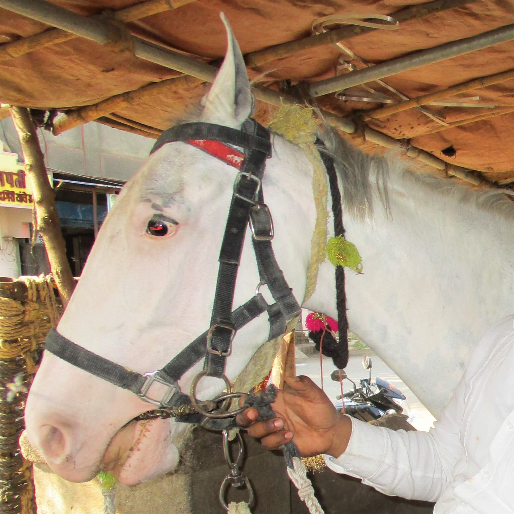 A white horse's pain and terror show in his eyes as his owner tugs at the spiked bit in his mouth.