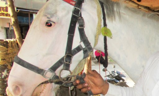 Great News for Horses: Crackdown on Spiked Bits in Maharashtra!