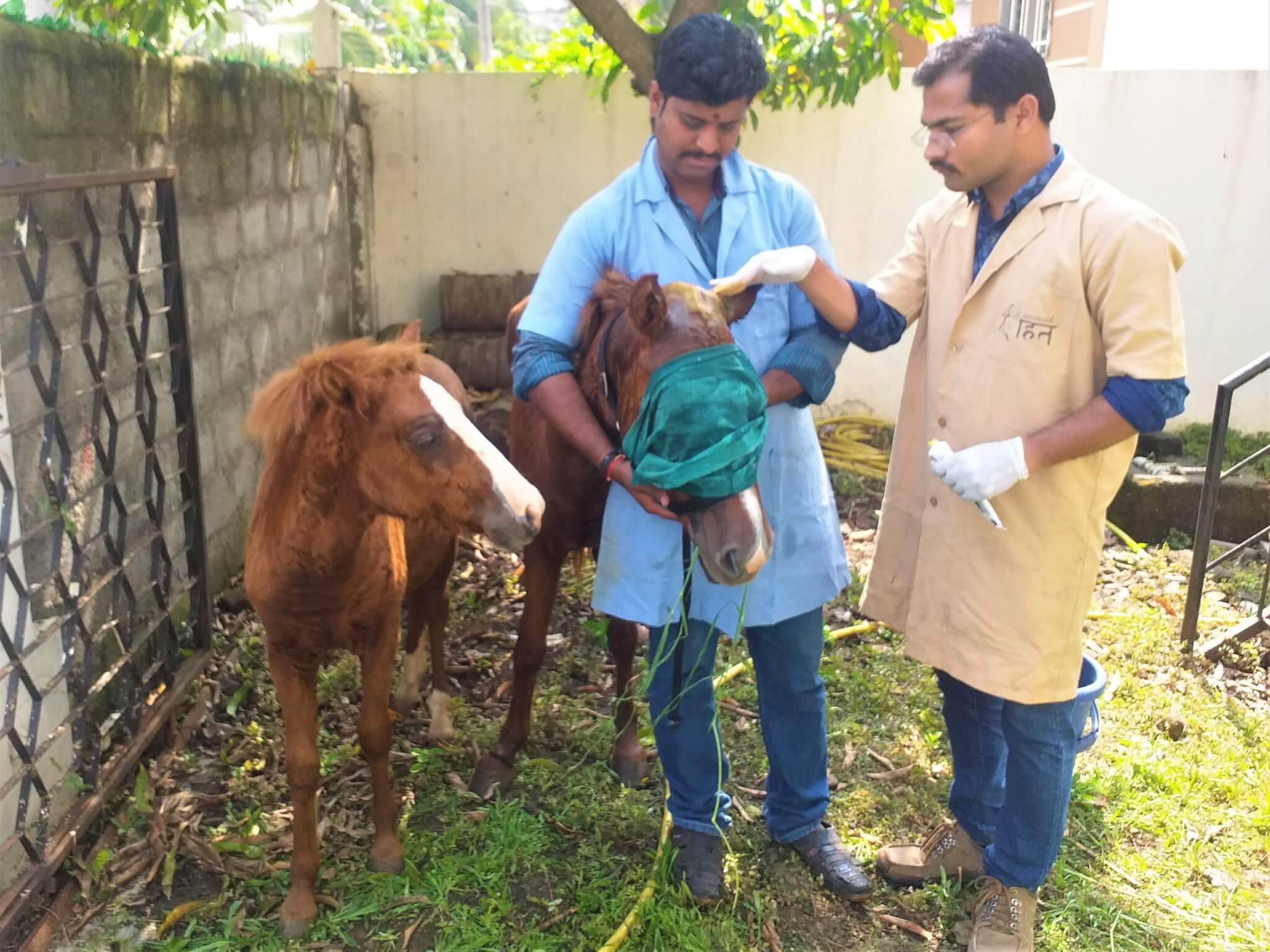 Animal Rahat veterinary staff treat the wound on Sangeeta's head as her foal looks on.
