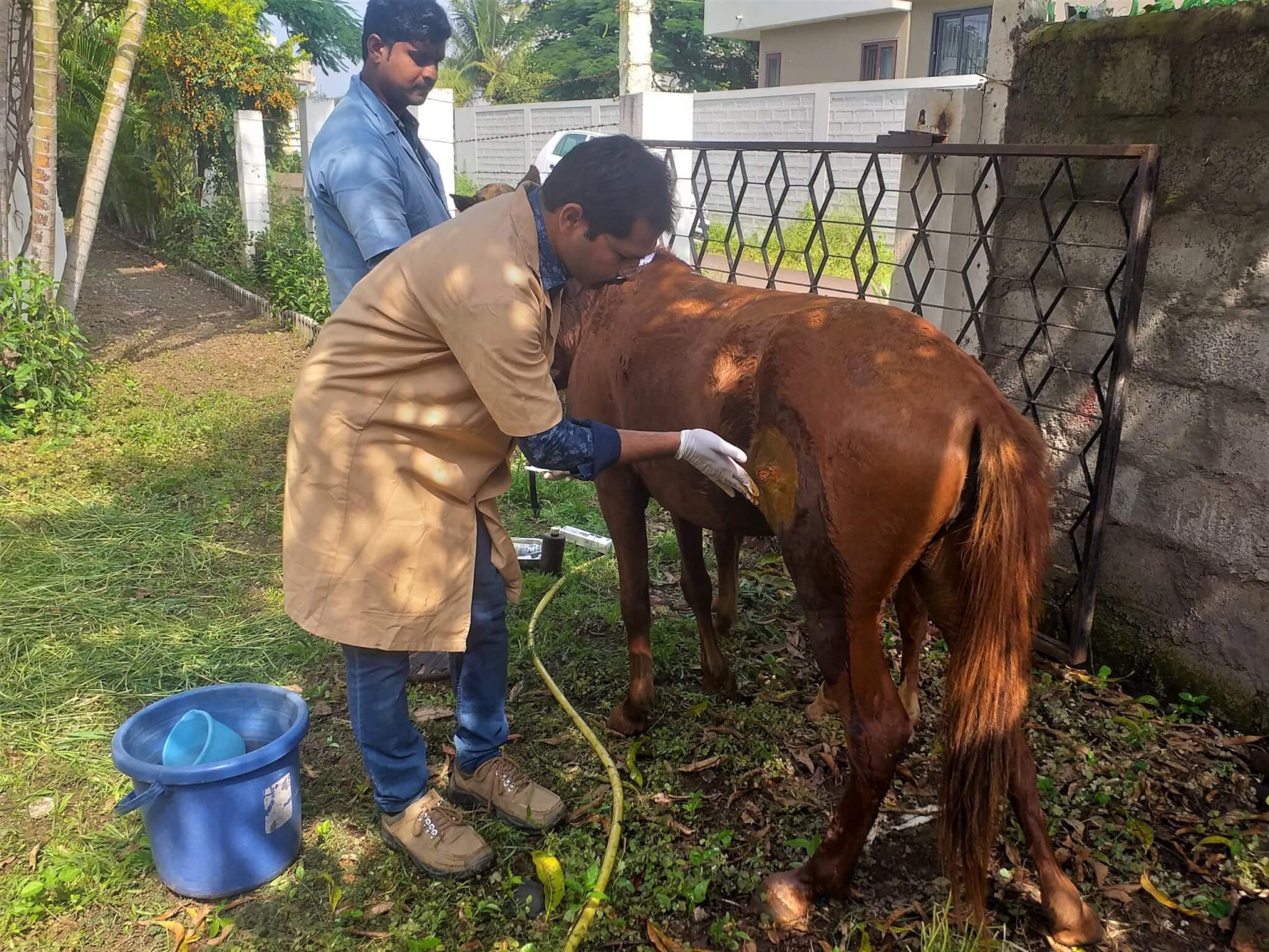 Animal Rahat veterinary staff treat the wound on Sangeeta's thigh.