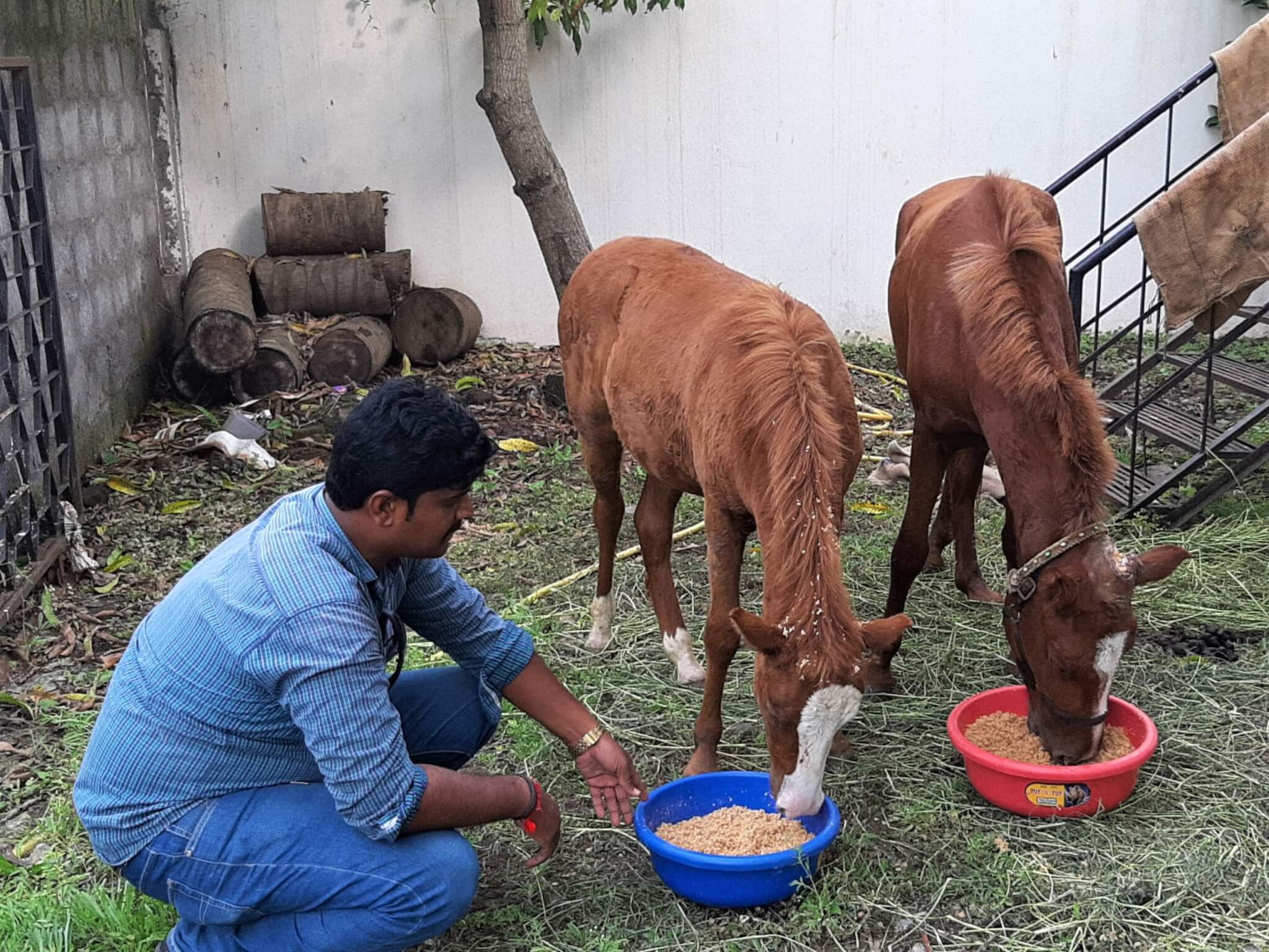 An Animal Rahat staff member feeds Sangeeta and her foal a hearty, nutritious meal.