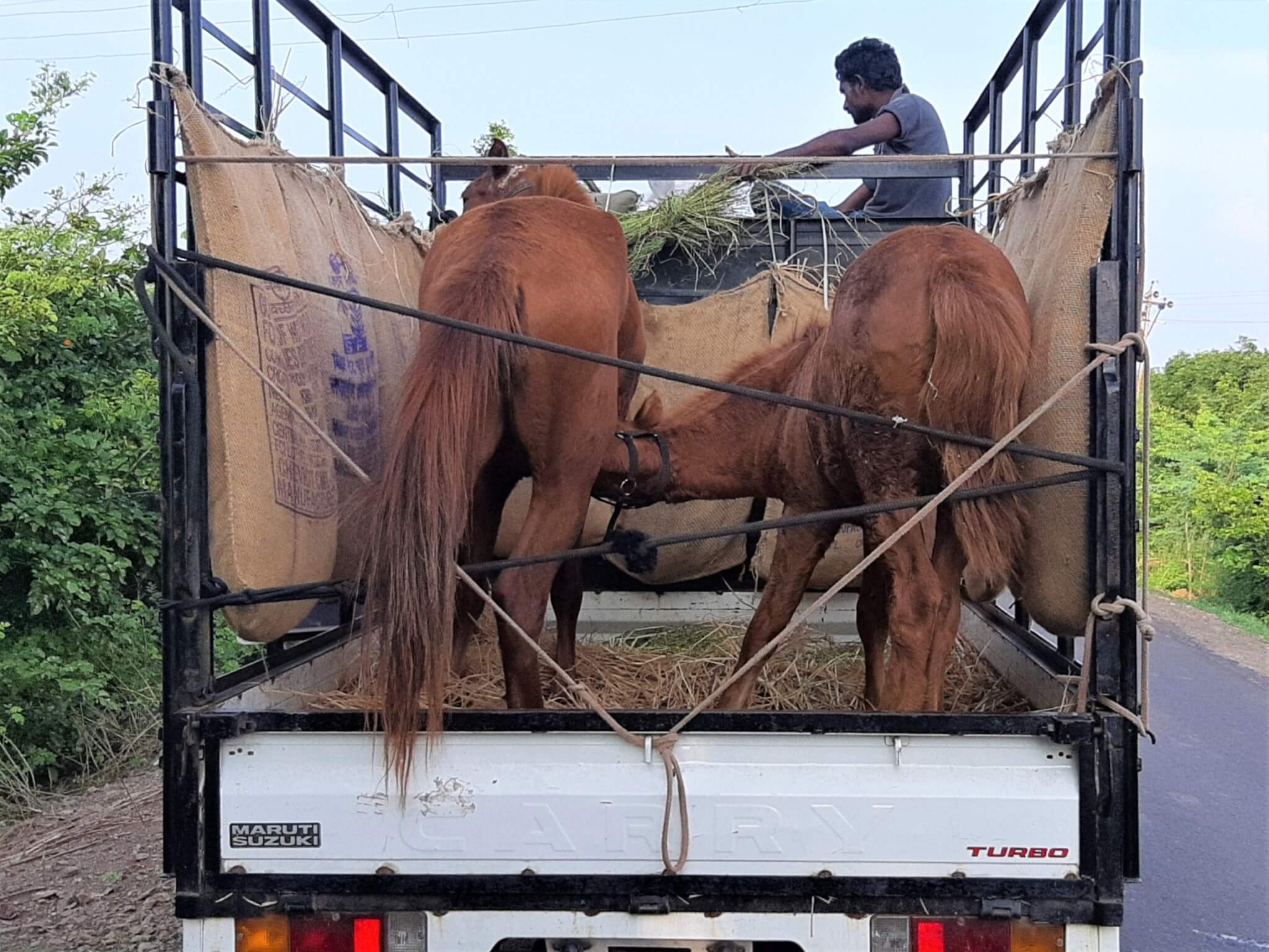 Sangeeta and her foal ride in the back of a truck to their new home at Animal Rahat's sanctuary.