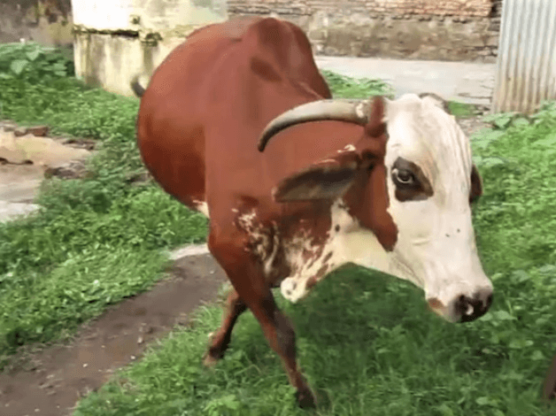 A brown and white cow walks with a limp due to the piece of metal stuck in her hoof.