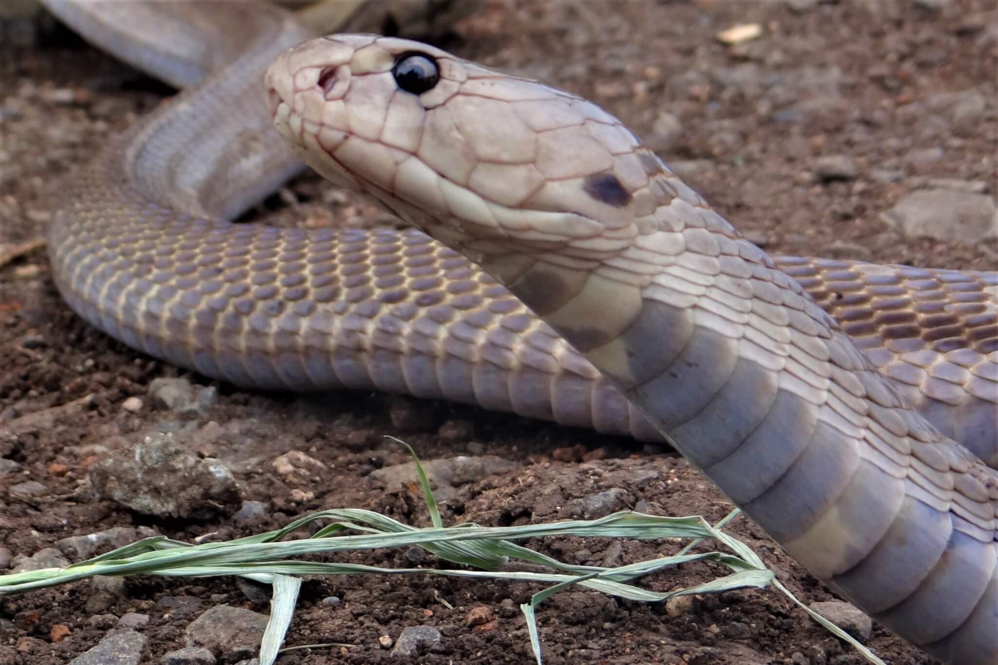Photo of an Indian spectacled cobra with their hood down.