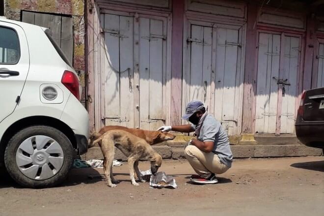 A street dog savors affection from the Animal Rahat scout who brought him a meal, while a nearby dog focuses on the food placed in front of him.