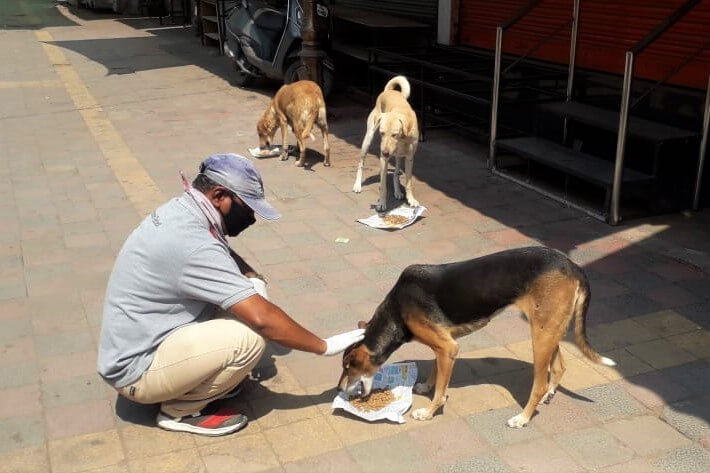 Street dogs work on the meals that an Animal Rahat scout provided. One of the dogs enjoys some affection from the scout while she eats.