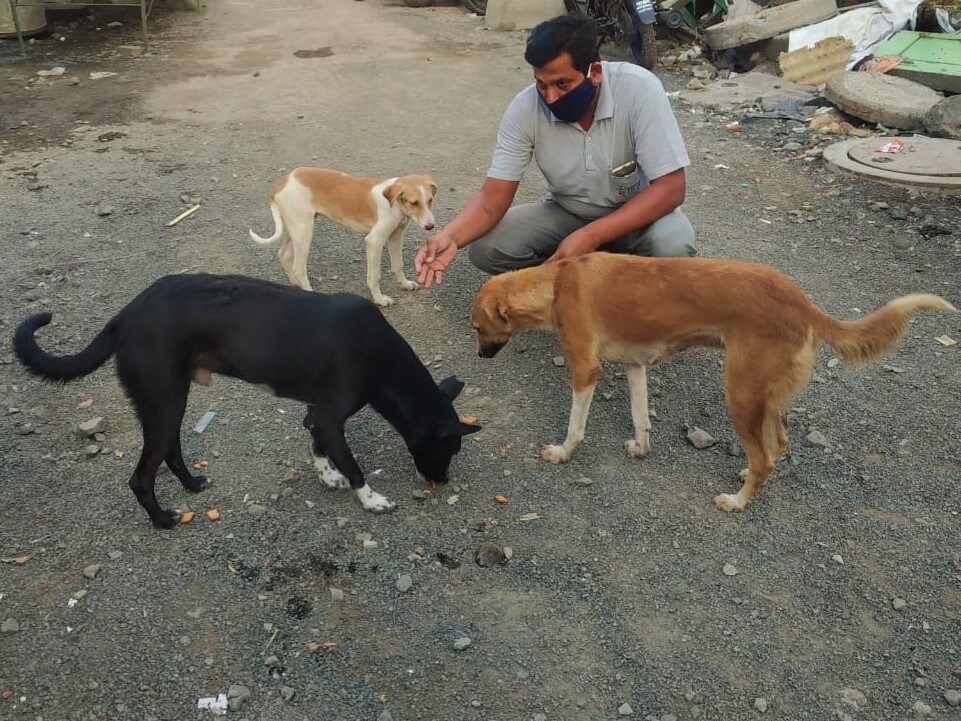 An Animal Rahat staff member gives food and affection to hungry street dogs.