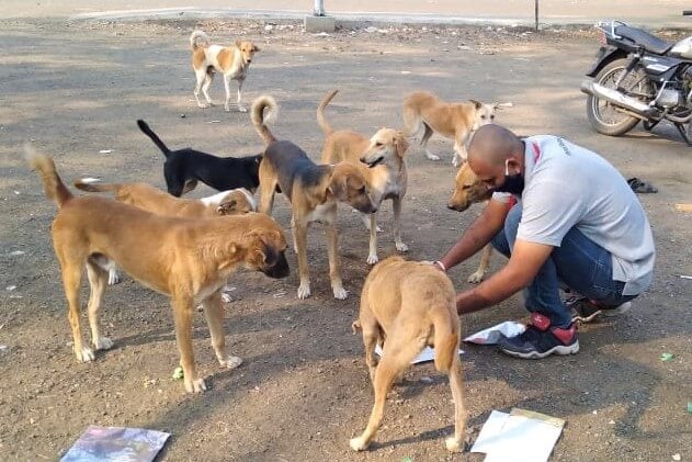 A group of excited street dogs gathers around an Animal Rahat staff member as he prepares their meal.