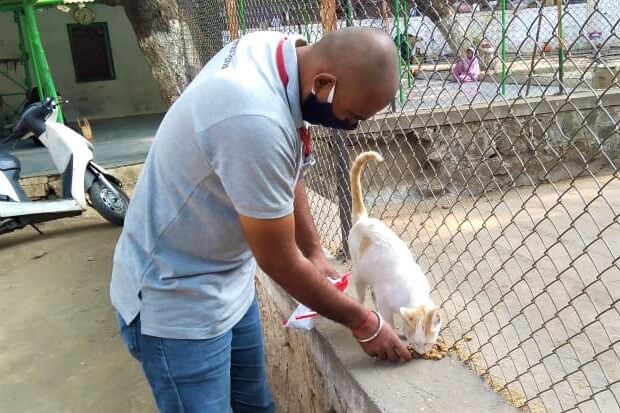 An Animal Rahat team member wears a mask as he feeds a hungry cat.