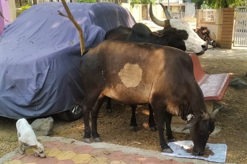 A hungry bullock eats a meal provided by Animal Rahat while accompanied by another bullock and a tiny dog.