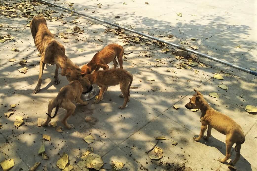 What Can Stray Dogs Eat