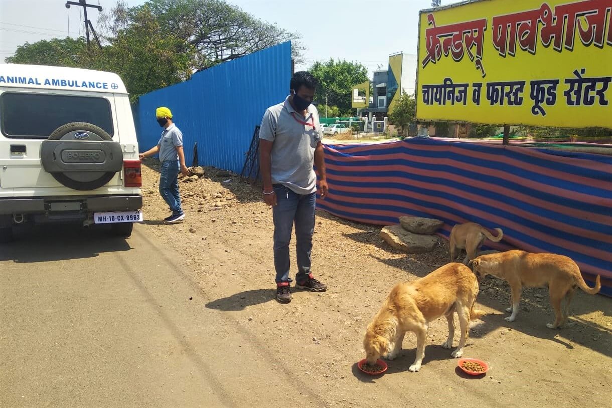 Animal Rahat staff members seek out hungry dogs like these.